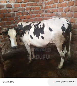 Pregnant Cow for Sell 7 Months Pregnancy