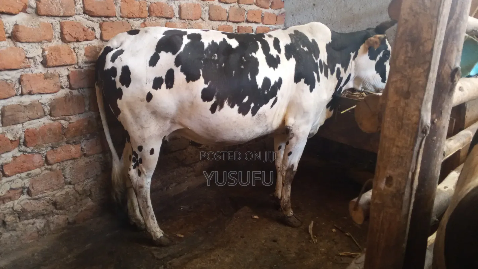 Pregnant Cow for Sell 7 Months Pregnancy