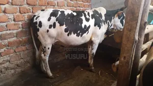 Pregnant Cow for Sell 7 Months Pregnancy