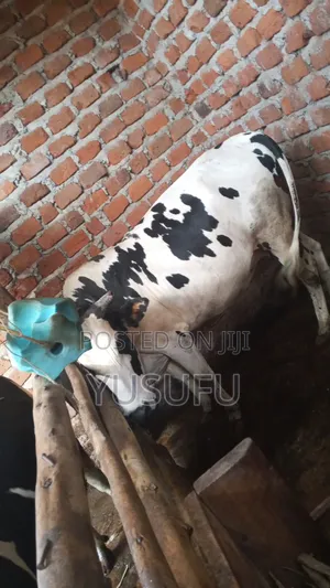 Pregnant Cow for Sell 7 Months Pregnancy