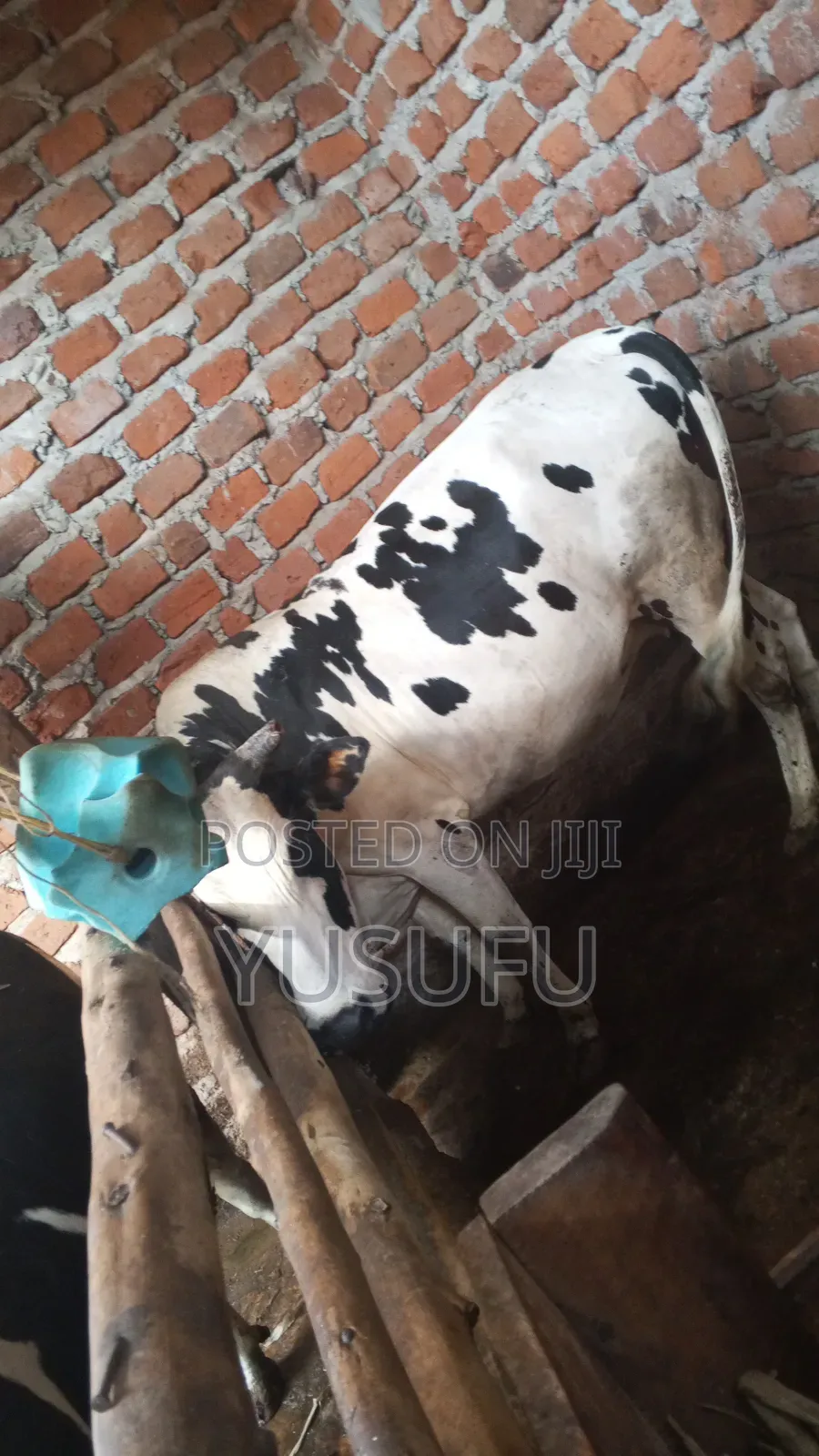 Pregnant Cow for Sell 7 Months Pregnancy
