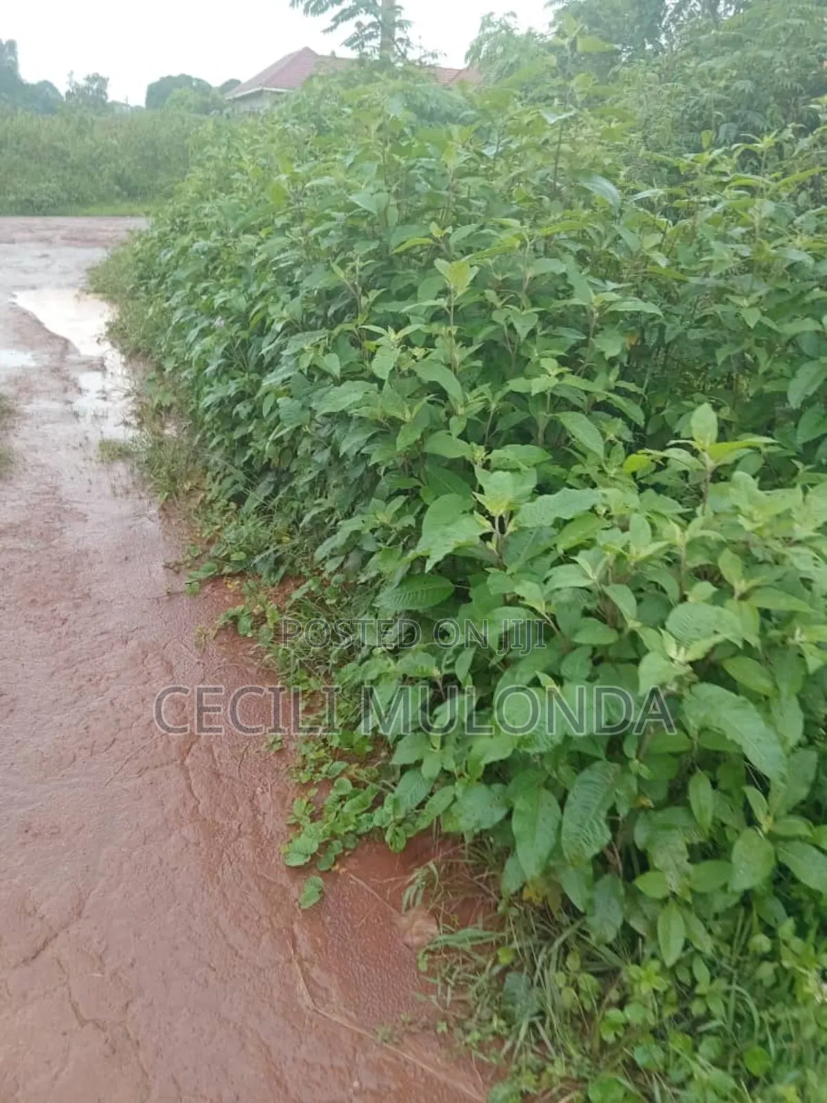 Land Foer Sale in Kawuku Entebbe Rd 100 by 100