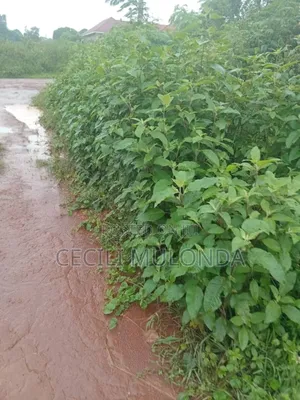 Land Foer Sale in Kawuku Entebbe Rd 100 by 100