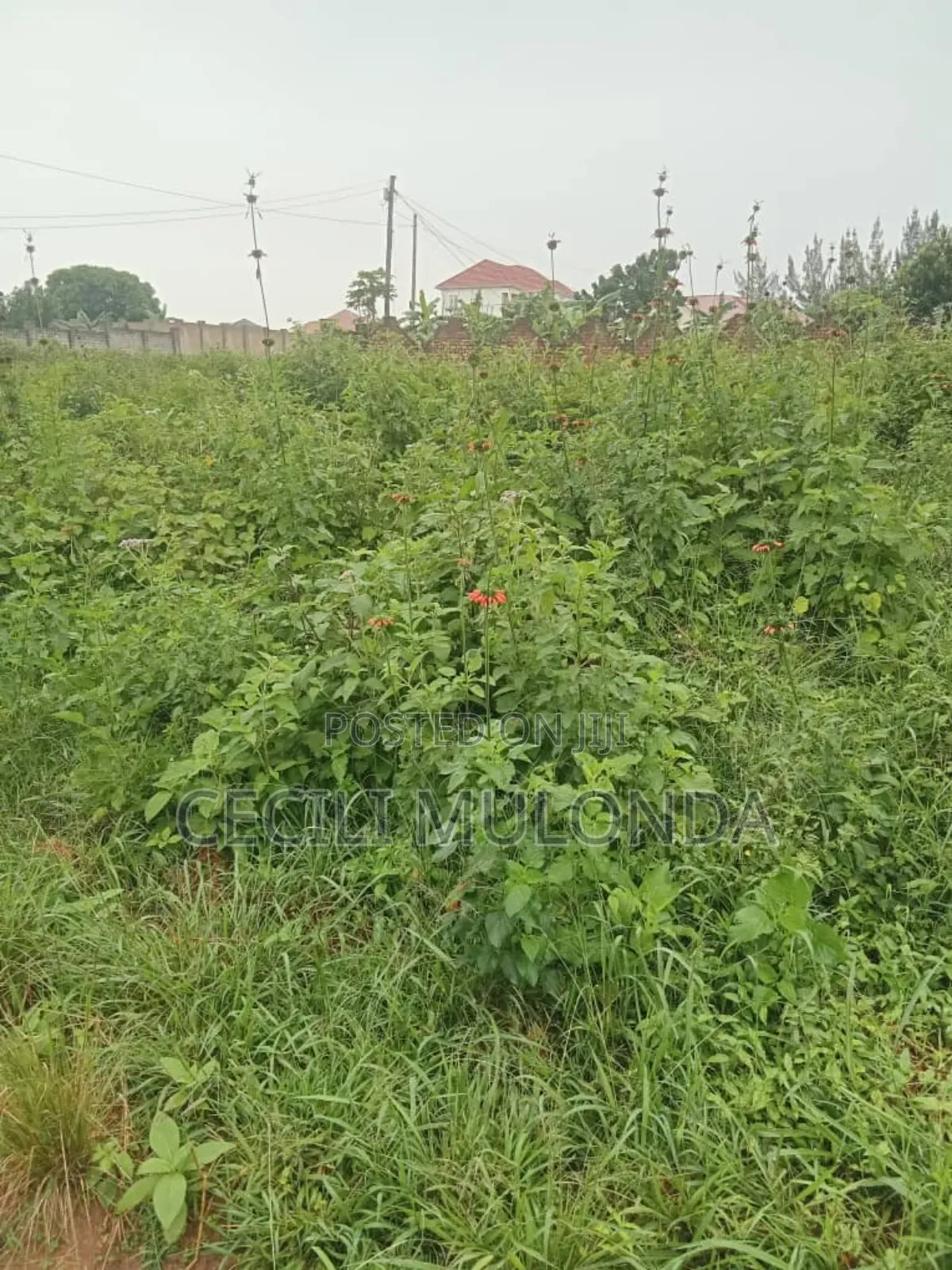 50 by 100 Plot in Kawuku Entebbe Rd