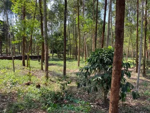 Land in Wobulenzi- Kito 2.2 Hectares