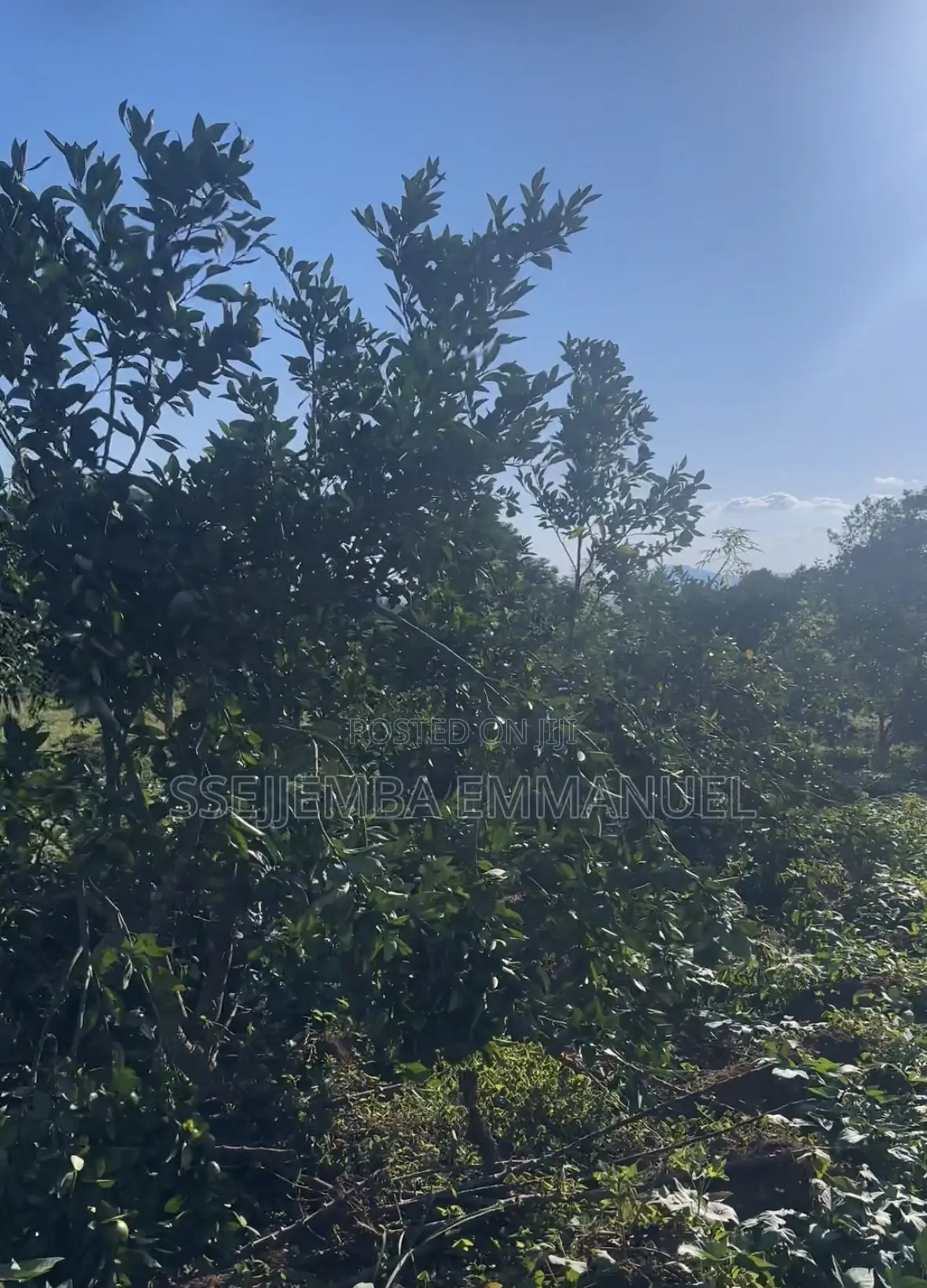 1 Acre for Sale Next to the Lake in Mukono Mawoto Price Is Negotiable