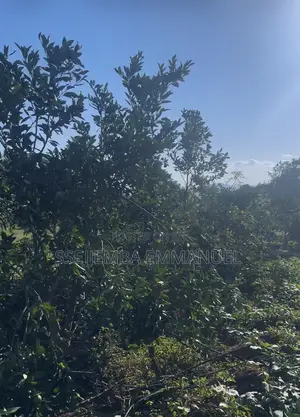 1 Acre for Sale Next to the Lake in Mukono Mawoto Price Is Negotiable