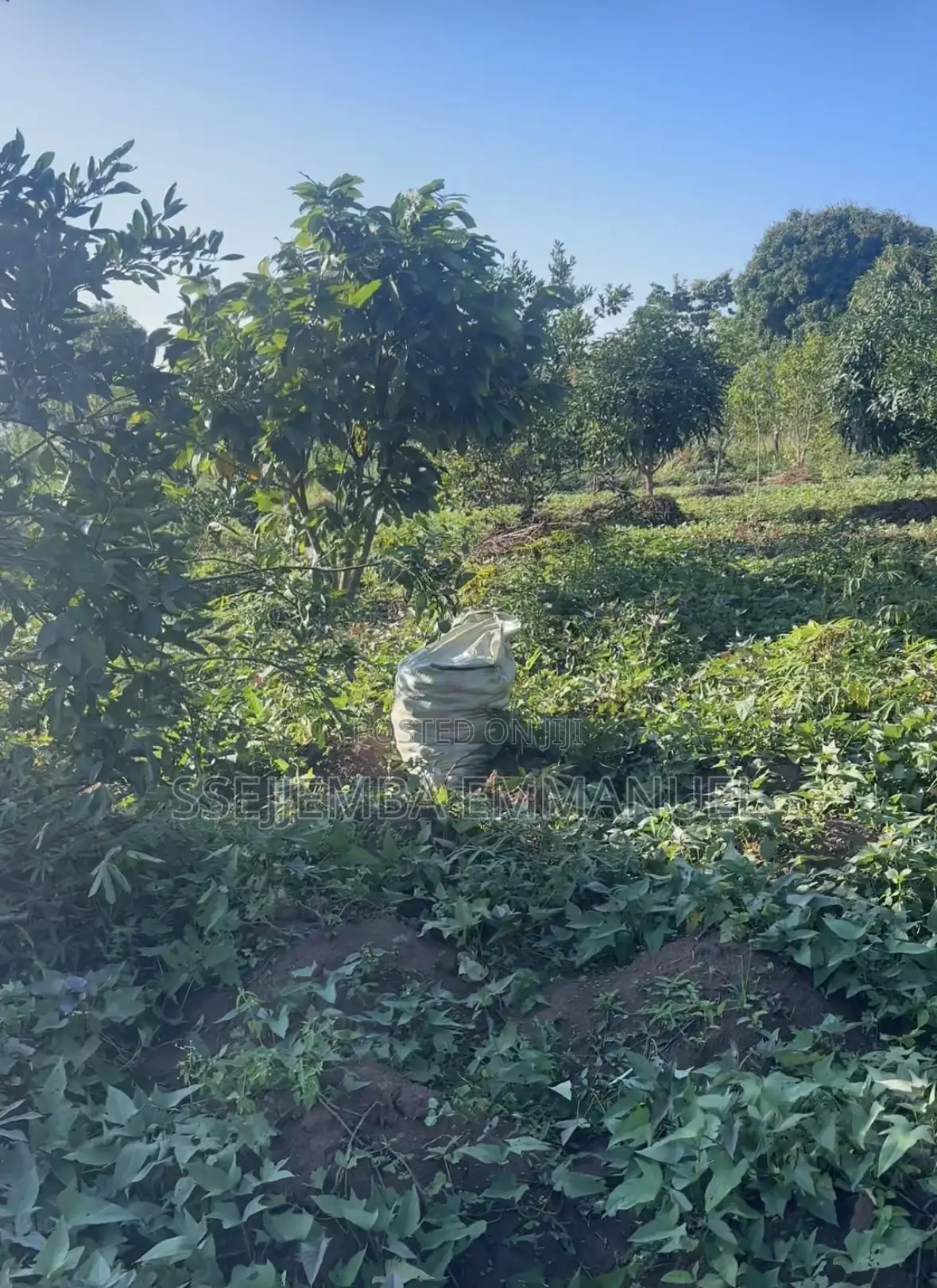 1 Acre for Sale Next to the Lake in Mukono Mawoto Price Is Negotiable