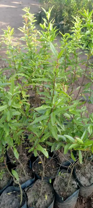 Pomegranate/Punica Granatum Seedlings