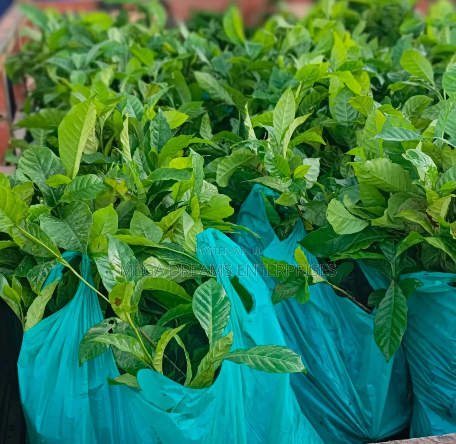 Elite Coffee Seedlings