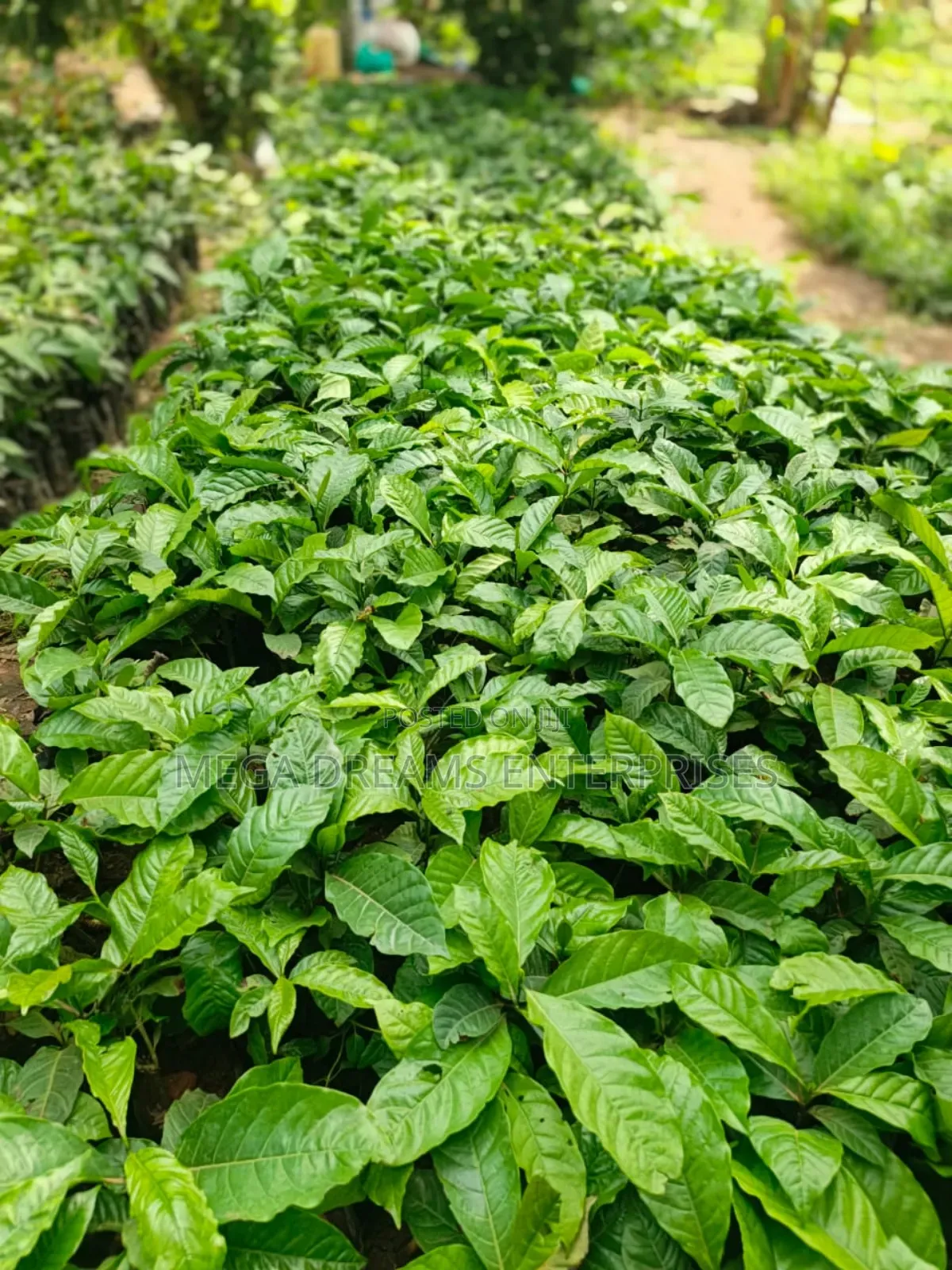 Elite Coffee Seedlings