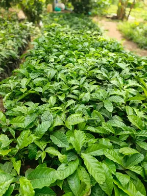 Elite Coffee Seedlings