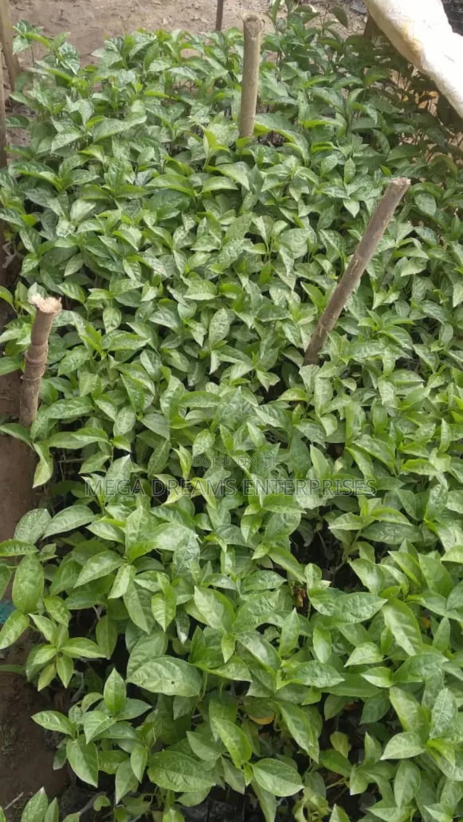 Grafted Passion Fruit Seedlings