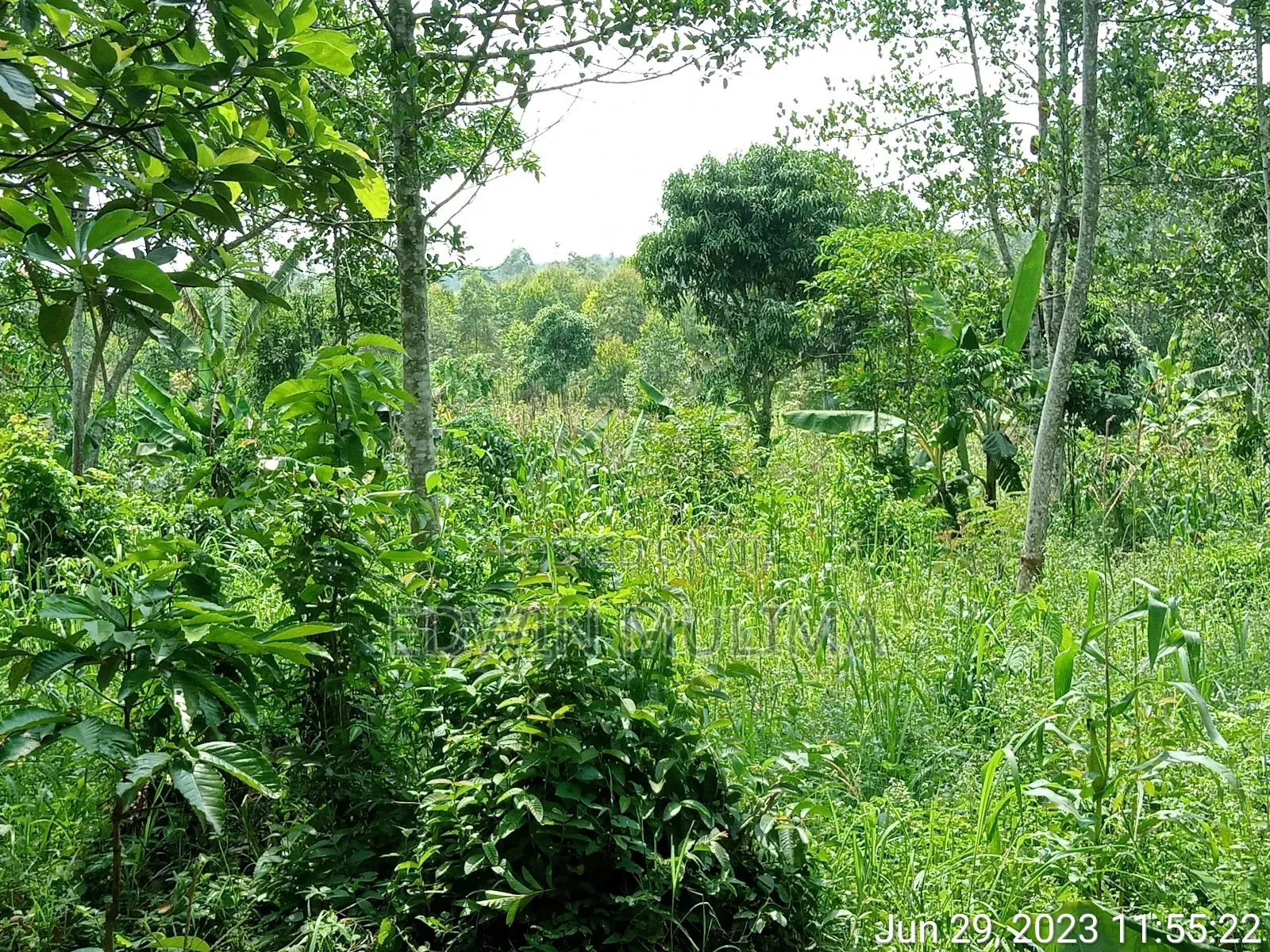 5 Acres of Land Private Milo