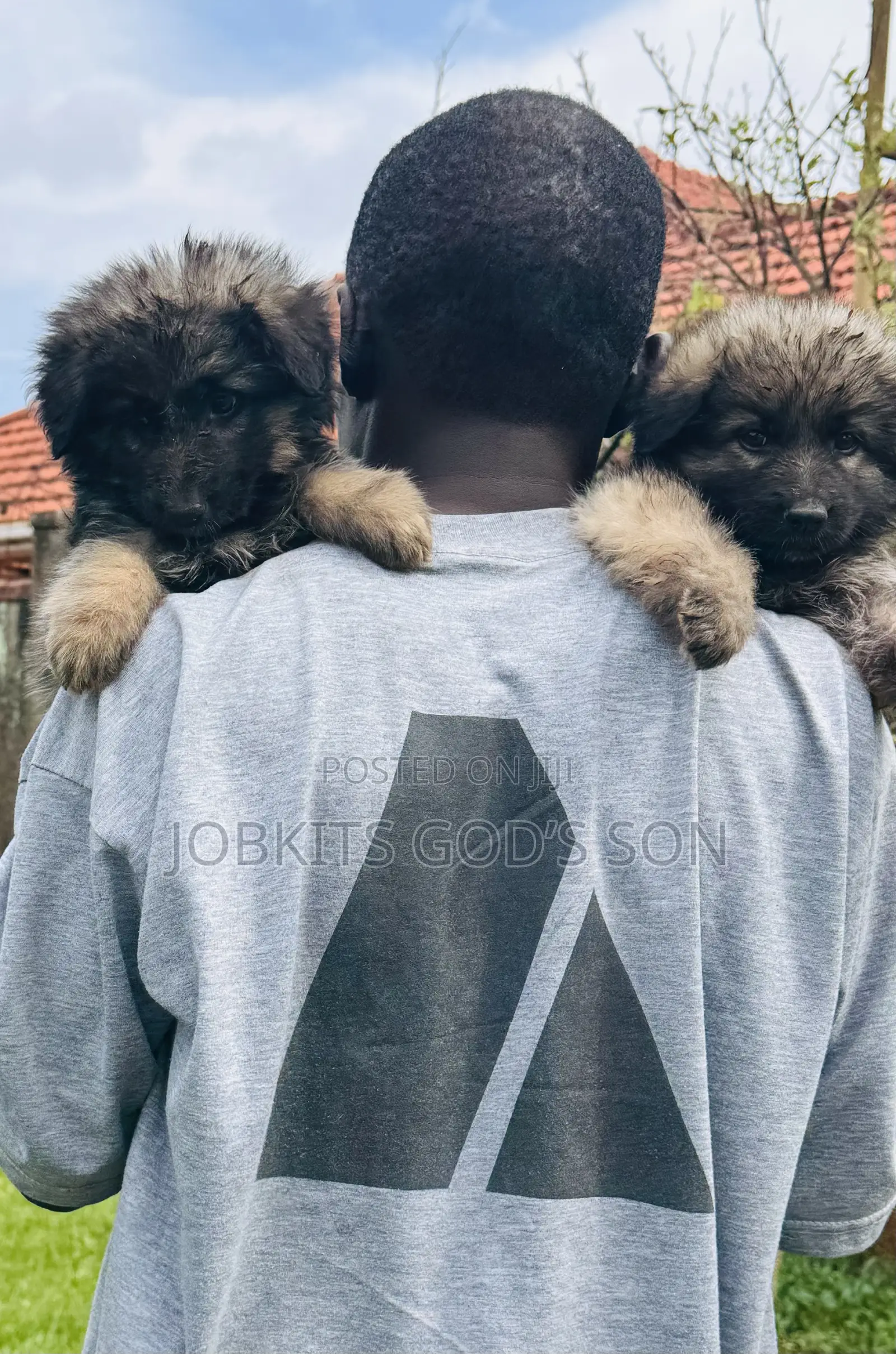 1-3 months Male Purebred German Shepherd