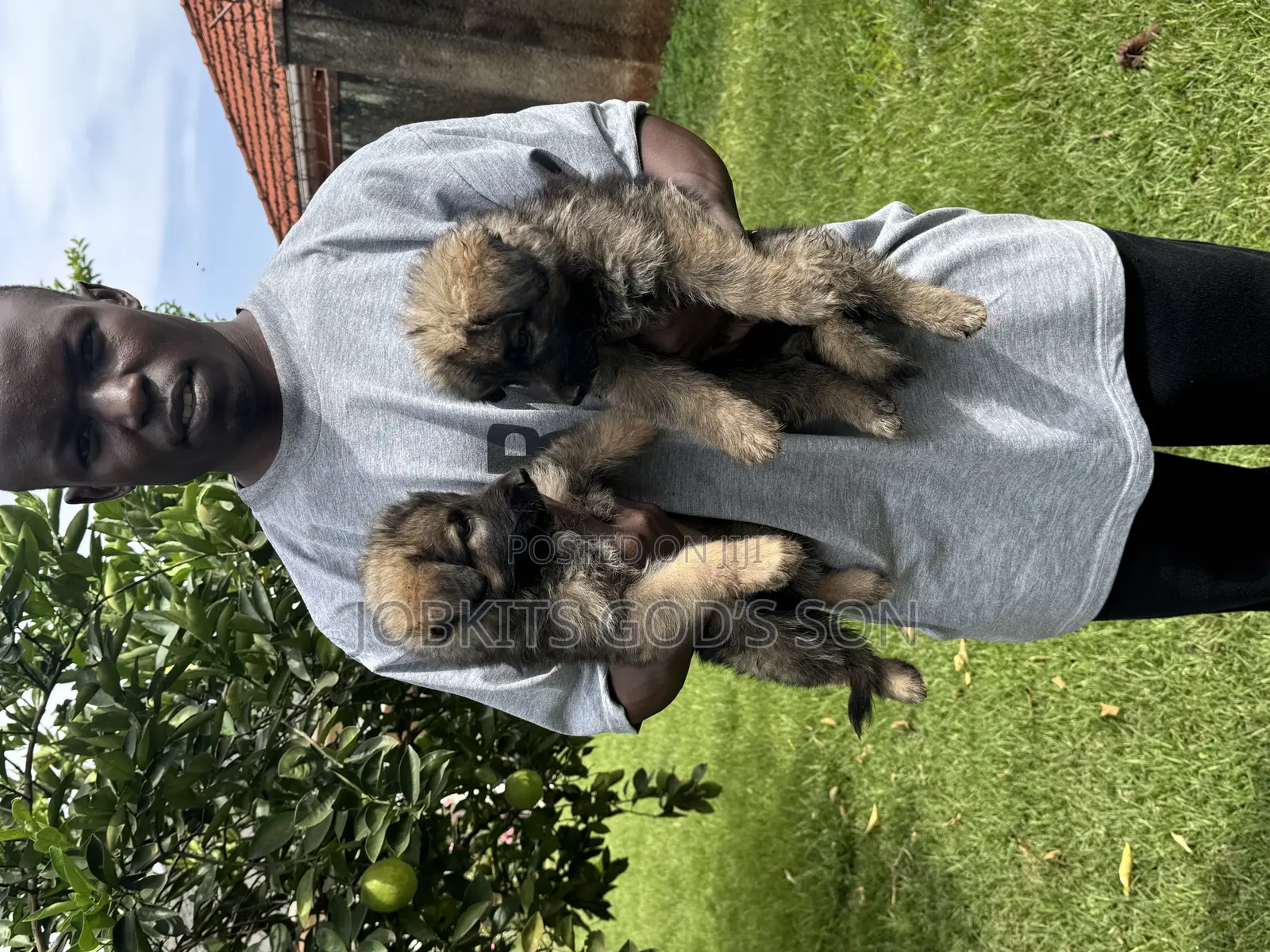 1-3 months Male Purebred German Shepherd