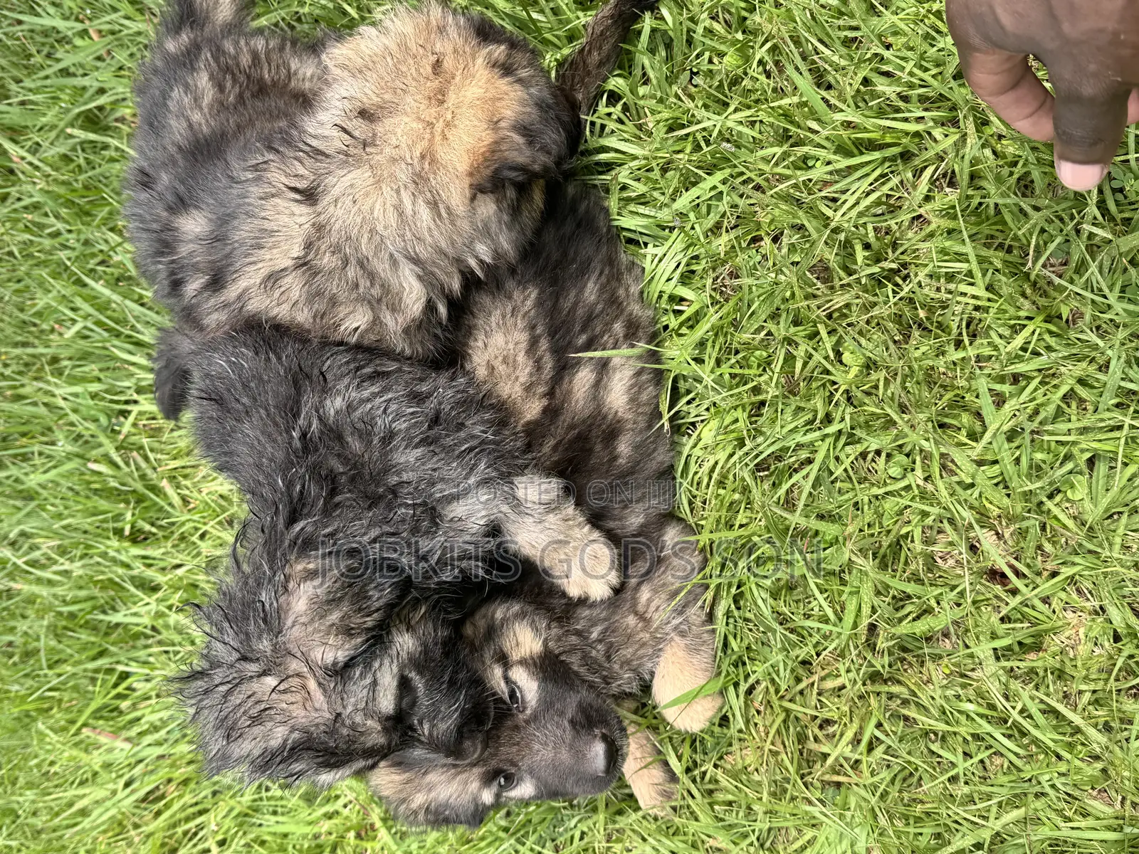 1-3 months Male Purebred German Shepherd