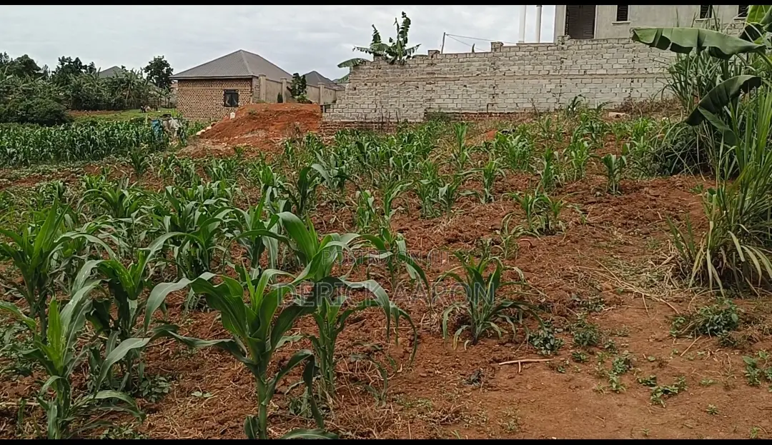 Nakwero 14.5 Dec (65ft by 100ft) Plot