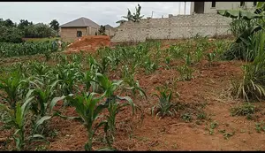 Nakwero 14.5 Dec (65ft by 100ft) Plot