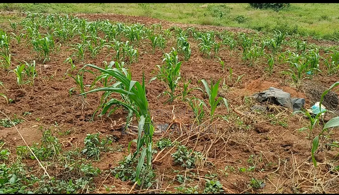 Nakwero 14.5 Dec (65ft by 100ft) Plot