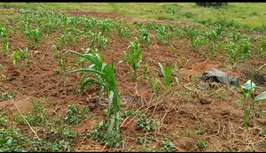 Nakwero 14.5 Dec (65ft by 100ft) Plot