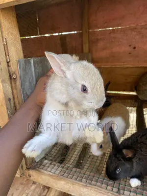 Rabbit Bunnies