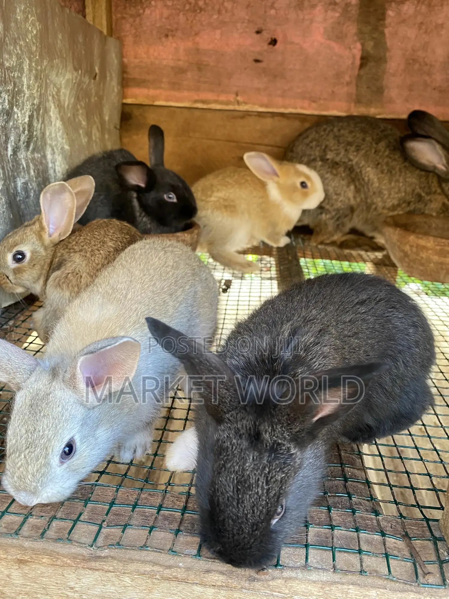 Rabbit Bunnies