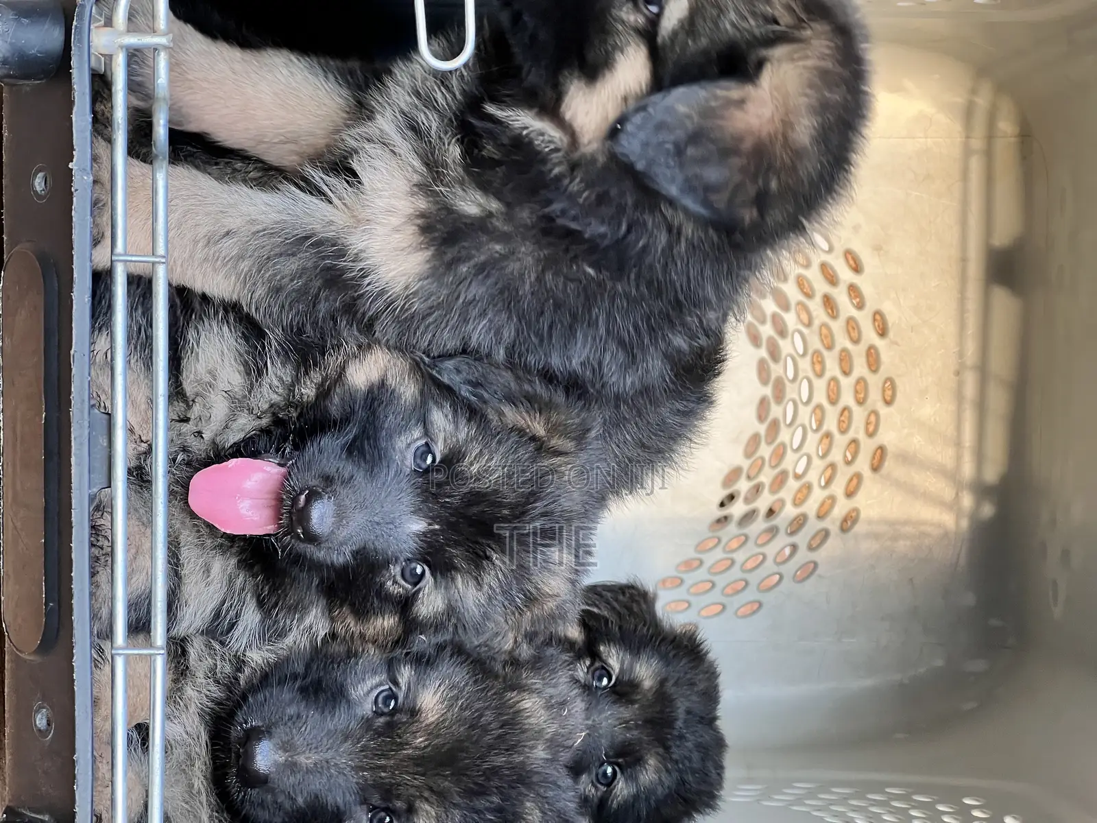 1-3 months Male Purebred German Shepherd