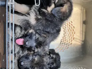 1-3 months Male Purebred German Shepherd