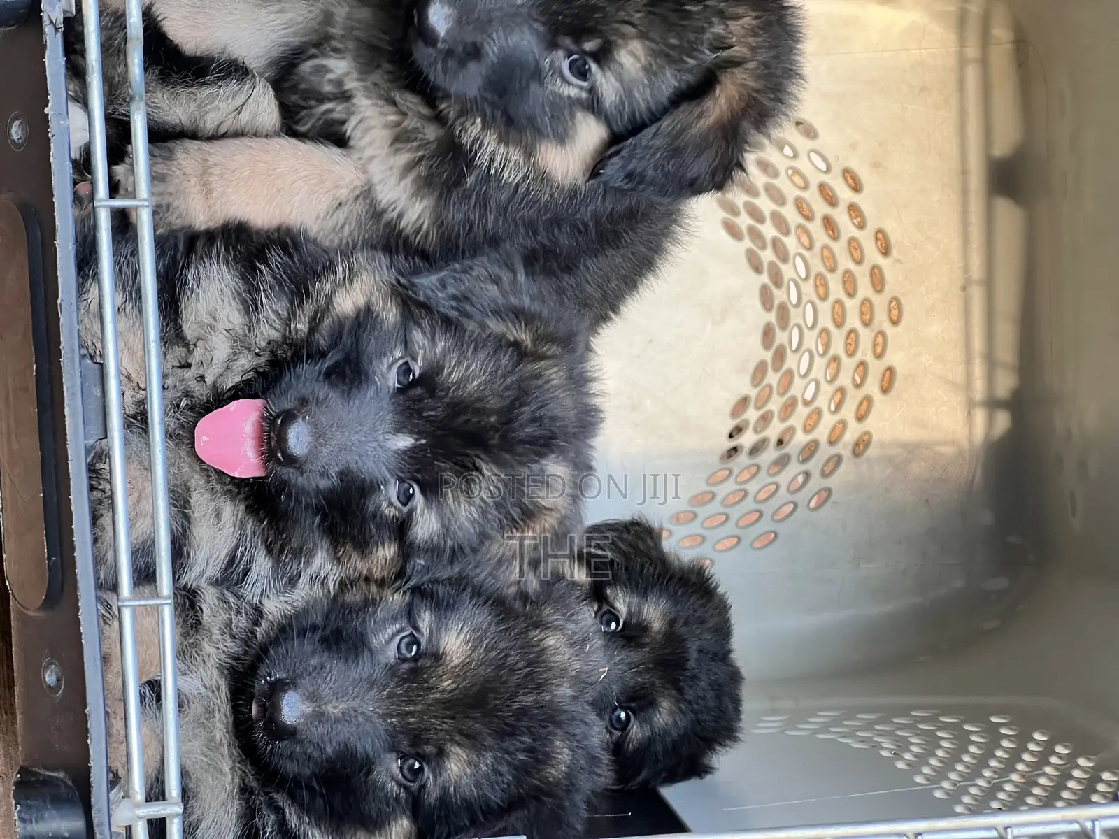 1-3 months Male Purebred German Shepherd