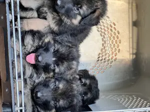 1-3 months Male Purebred German Shepherd