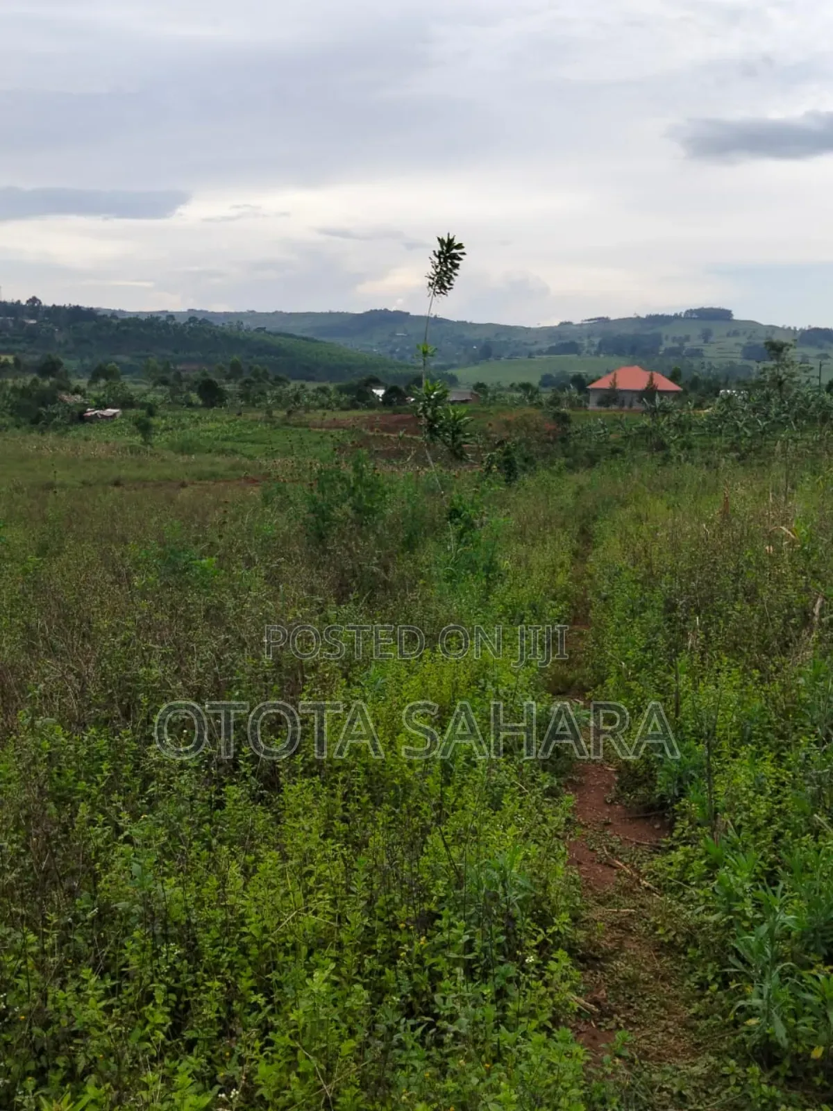 Mukono : Kayanja: 50 By 100 For Sale At Ugx 5.5 M