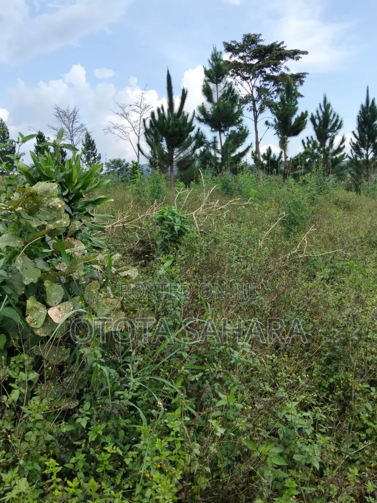 Mukono : Kayanja: 50 By 100 For Sale At Ugx 5.5 M
