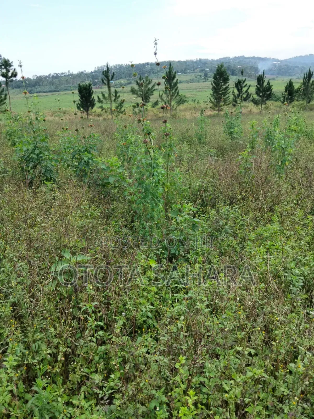 Mukono : Kayanja: 50 By 100 For Sale At Ugx 5.5 M