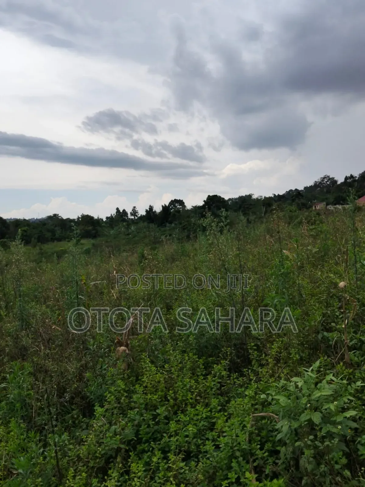 Mukono : Kayanja: 50 By 100 For Sale At Ugx 5.5 M