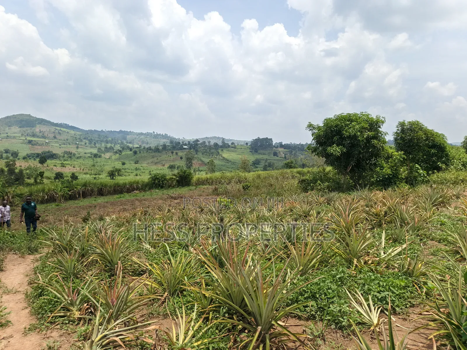 13acres of Agricultural Land on Sale