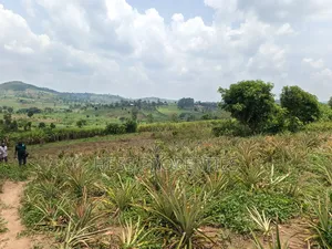 13acres of Agricultural Land on Sale