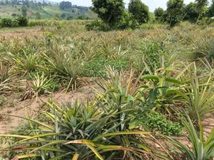 13acres of Agricultural Land on Sale