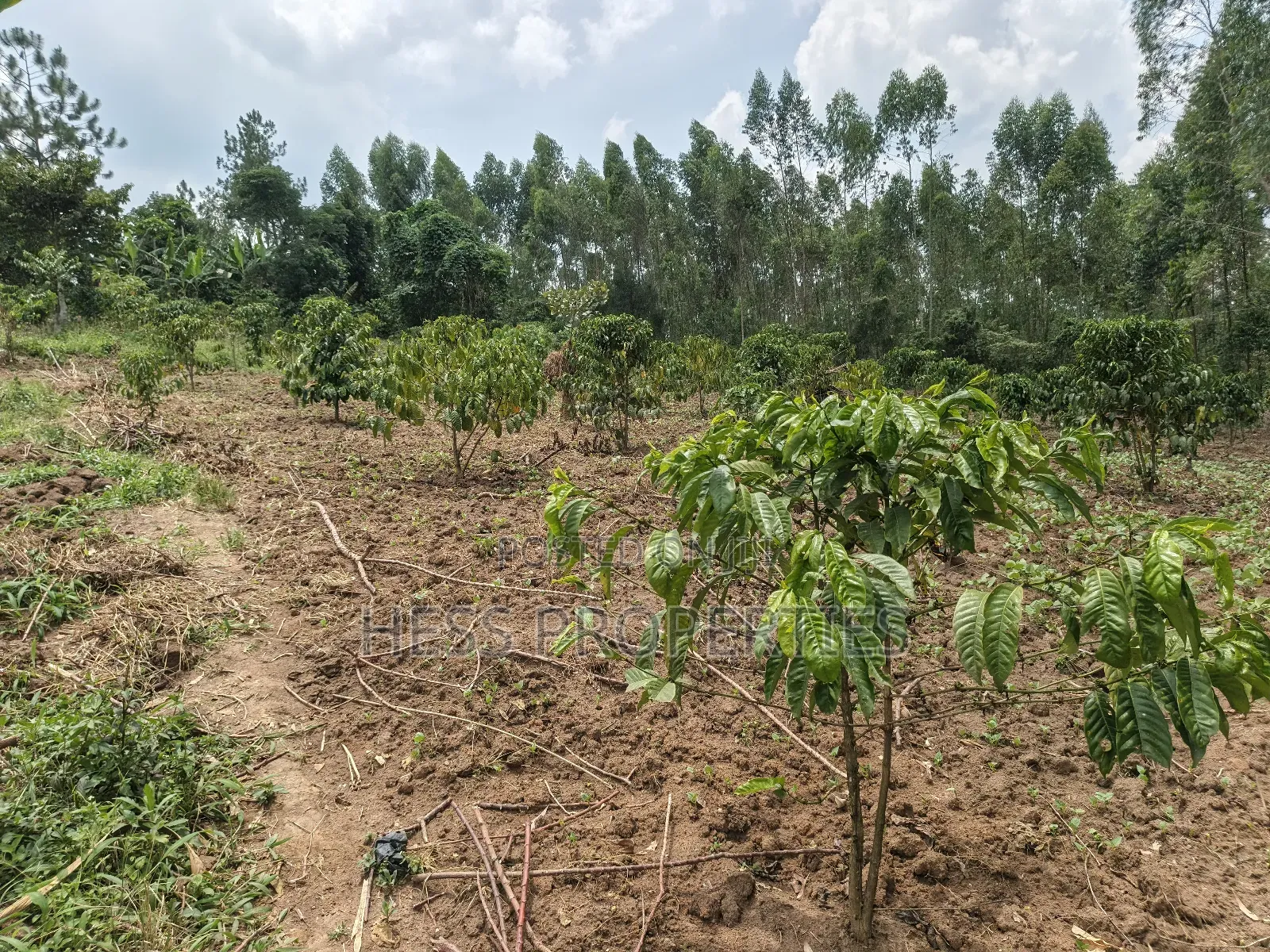 13acres of Agricultural Land on Sale