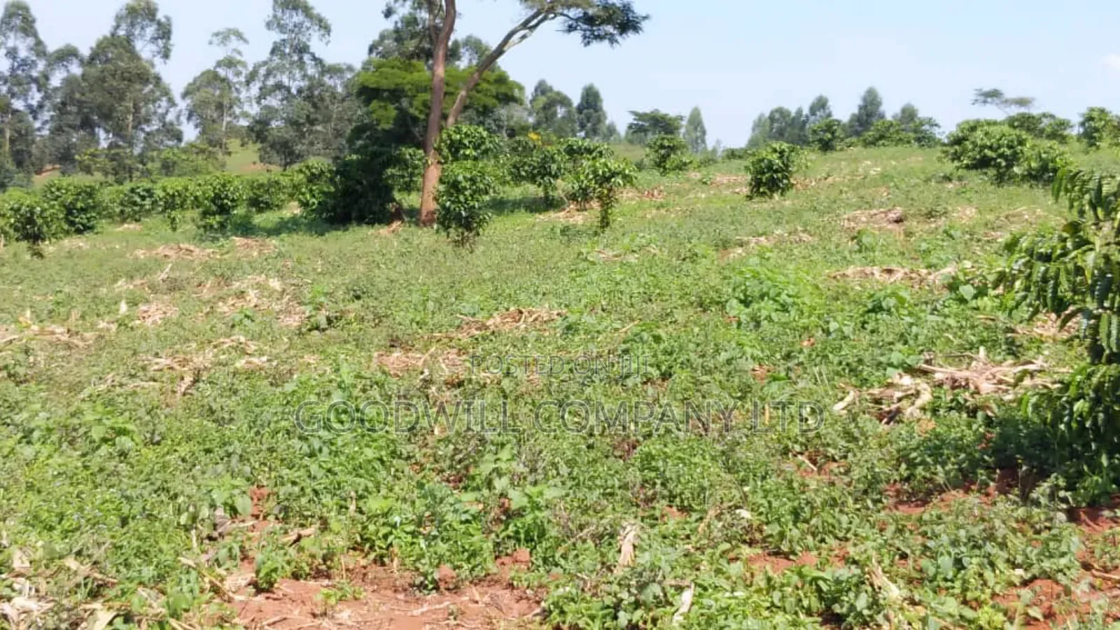 14 Acres of Land in Busunju Hoima Road