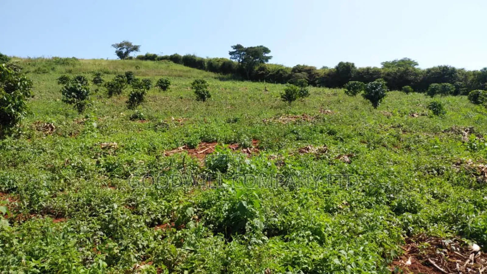 14 Acres of Land in Busunju Hoima Road