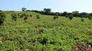 14 Acres of Land in Busunju Hoima Road