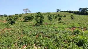 14 Acres of Land in Busunju Hoima Road