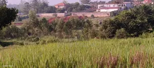 5 Acres of Land for Sale Located in Kira Kasangati Rd at 300m Per Acre