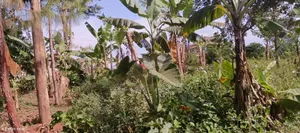 5 Acres of Land for Sale Located in Kira Kasangati Rd at 300m Per Acre