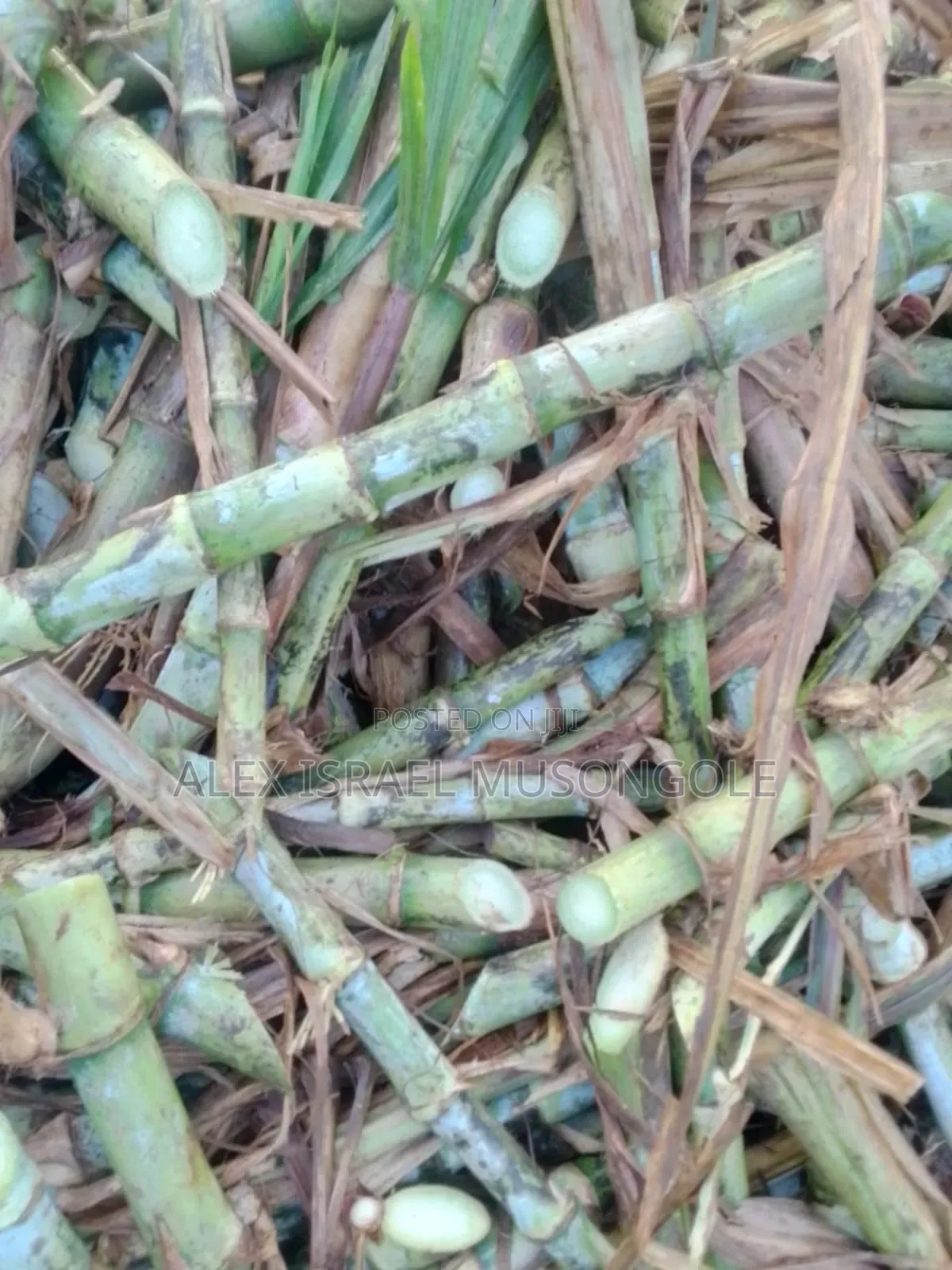 Super Napier Packjongo Grass