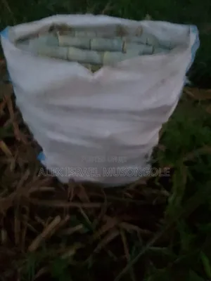 Super Napier Packjongo Grass