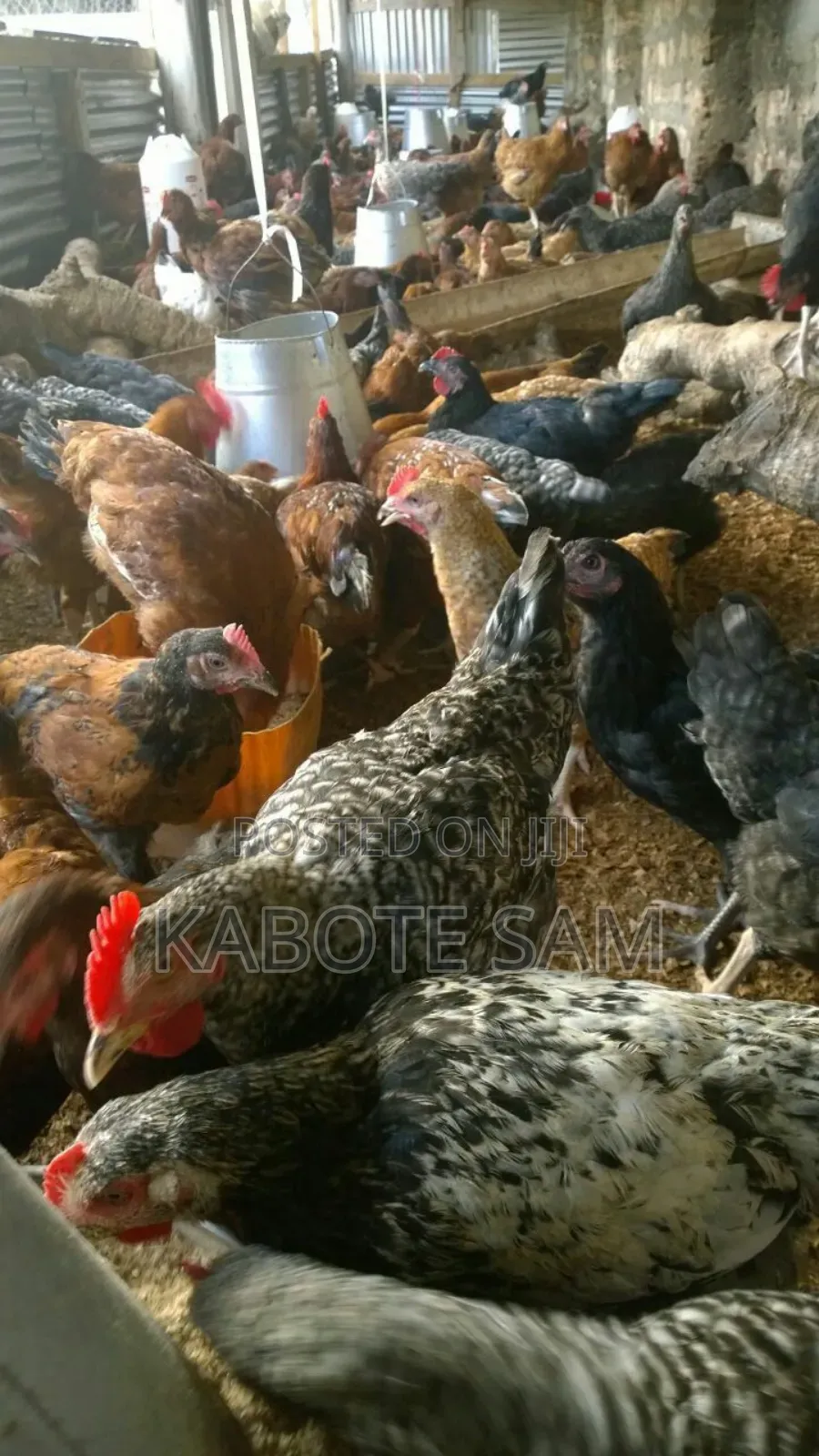 Local Chicken