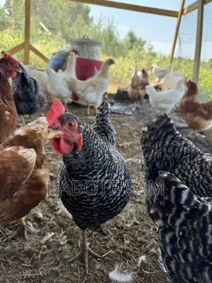 Local Chicken