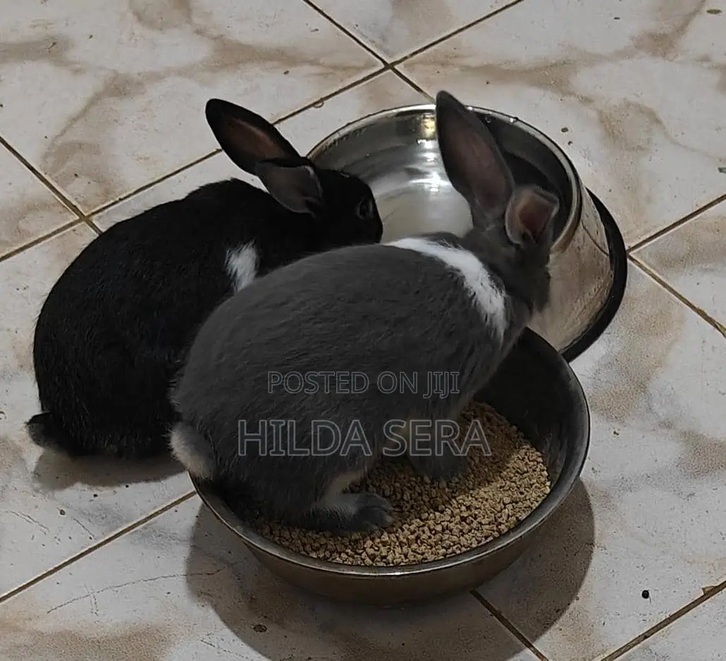 Mixed Breed Rabbit